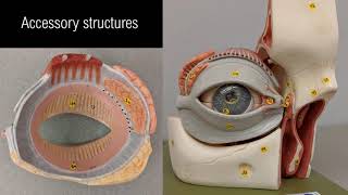 Eye anatomy [upl. by Lillith]