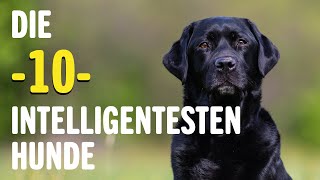 Die 10 INTELLIGENTESTEN Hunde  Welches ist der klügste Hund  Tierwelt [upl. by Oneg279]