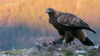 Das Leben des Königs der Berge  Steinadler Doku [upl. by Ayiram982]