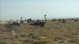 Ostriches running beside car  Ostrich chasing in Ethiopia [upl. by Nitsirhc]