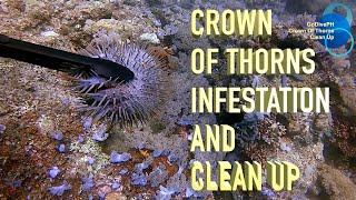 CrownOfThorns Starfish COTS Outbreak and CleanUp [upl. by Fairweather929]