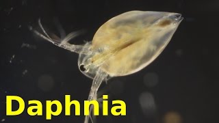 Daphnia [upl. by Nylrebma]