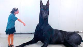 15 Abnormally Large Dogs That Actually Exist [upl. by Mendelson214]