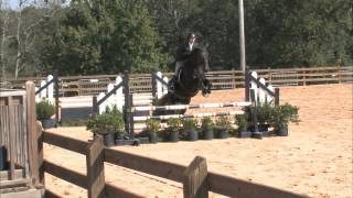 Equestrian 101 Equitation over Fences [upl. by Jaffe157]