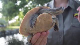 Turtles of South Australia  Animal Anonymous [upl. by Zug]