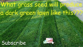 What grass seed produces a dark green lawn [upl. by Meggie]