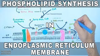 Phospholipid Synthesis in Endoplasmic Reticulum Membrane [upl. by Akenaj339]