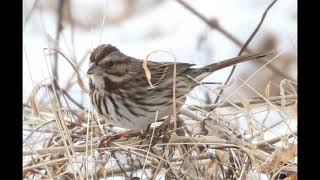 Song Sparrow Identification Example [upl. by Auginahs]