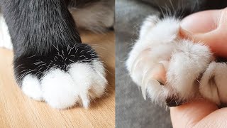 Cats Paw and Claw Close Up [upl. by Nnaeirelav507]