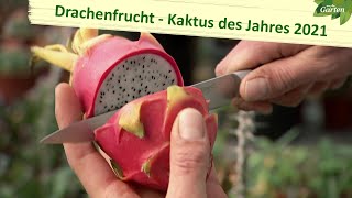 Kaktus des Jahres Drachenfrucht  MDR Garten  MDR [upl. by Nedra]