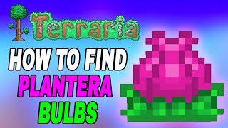 Terraria How To Find Planteras Bulb Easy Fast Tutorial [upl. by Auhsuj266]