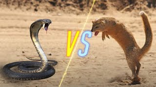 Cobra Snake VS Mongoose [upl. by Eittik44]