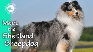 Meet the Shetland Sheepdog [upl. by Eltsyrk]