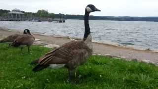 Hissing Canada Goose [upl. by Lytsirhc]