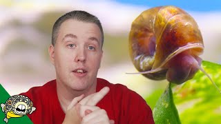 How Do I Get Rid of Snails in my Fish Tank [upl. by Smaj]