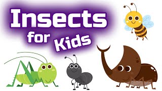 Insects for Kids [upl. by Sybille]