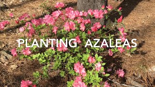 Planting Azaleas [upl. by Comfort642]