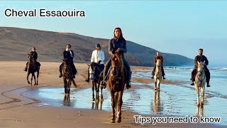 CHEVAL ESSAOUIRA Horse riding holiday MY FAV TRIP Morocco [upl. by Fromma]