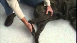 Rear Leg Passive Range of Motion  TPLO  Dog Surgery [upl. by Shanly]