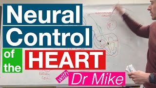 Neural Control of the Heart  Cardiology [upl. by Nodanrb]