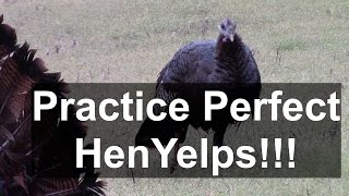 Wild Turkey Calling Perfect Natural Yelps [upl. by Eerised802]