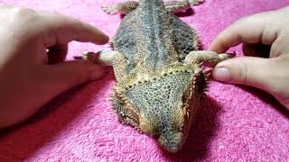 Neglected Dying Bearded Dragon RESCUE Day 16  PHYSICAL THERAPY CONTINUES [upl. by Belva]