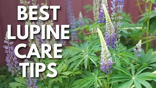 Perennial Lupine Care Tips For Huge Healthy Purple Flowers 💜 [upl. by Llenyt318]