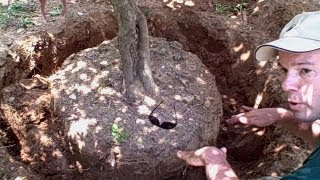 How to Transplant a Tree or Shrub  Newtown CT Landscaper  Landscape Designer [upl. by Heyer473]