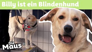 Blindenhund  DieMaus  WDR [upl. by Eniretak748]