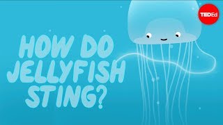 How does a jellyfish sting  Neosha S Kashef [upl. by Lombardo]