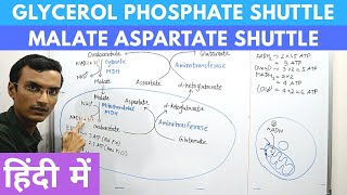 Glycerol Phosphate Shuttle and Malate Aspartate Shuttle in Hindi [upl. by Gnav]