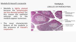 THYMUS HISTOLOGY [upl. by Yelrebma]