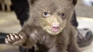 Hear baby bear make cutest noise [upl. by Abrahan6]