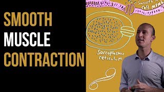 1 Minute Recap  Smooth Muscle Contraction [upl. by Athalee]