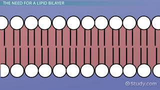 Lipid Bilayer Definition Structure amp Function [upl. by Durr]