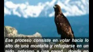 la fabula del aguila [upl. by Nomde]