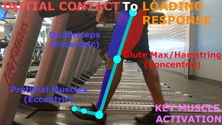 THE PHASES OF WALKING GAIT CYCLE BREAKDOWN [upl. by Timi]