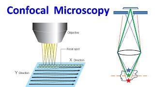 Confocal Microscopy [upl. by Kcirdet]