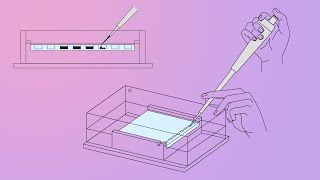 DNALC Short Gel Electrophoresis [upl. by Oiruam]