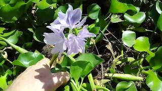 Water Hyacinth as Compost [upl. by Laise]