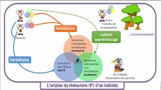 Le phénotype diversité des individus dune population [upl. by Minette]