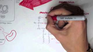 Cell Membrane III  Membrane Differences [upl. by Mirabel122]