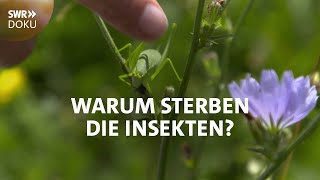 Der stumme Sommer  Warum sterben die Insekten  SWR Doku [upl. by Trellas]