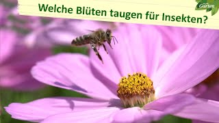 Ein bunter Blumenmix für Insekten und Wildbienen  MDR Garten [upl. by Brenan]