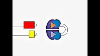 VDJ Gene Recombination [upl. by Aissatsana]