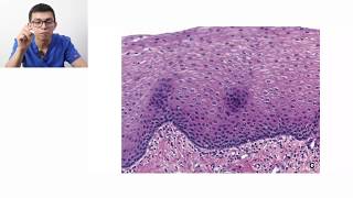 Histología  Clasificación de tejidos [upl. by Gearard55]