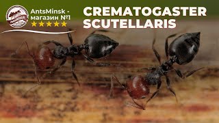 Содержание Crematogaster scutellaris [upl. by Viviyan]