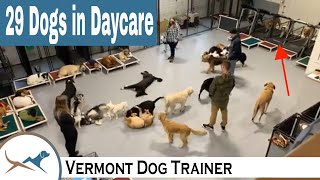 Dog Daycare with 29 Dogs [upl. by Litch]