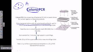 Colony PCR [upl. by Sugna]