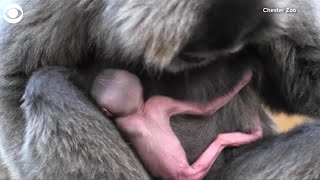 WEB EXTRA Rare Gibbon Born [upl. by Aihpledalihp]